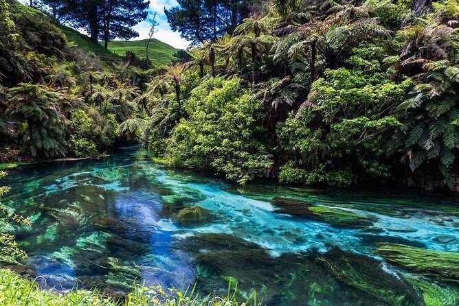Redwood Forest , Blue Springs & Huka Falls Day Tour from Auckland - Hotel Pickup + Air-Conditioned Comfort on an Long Road Day