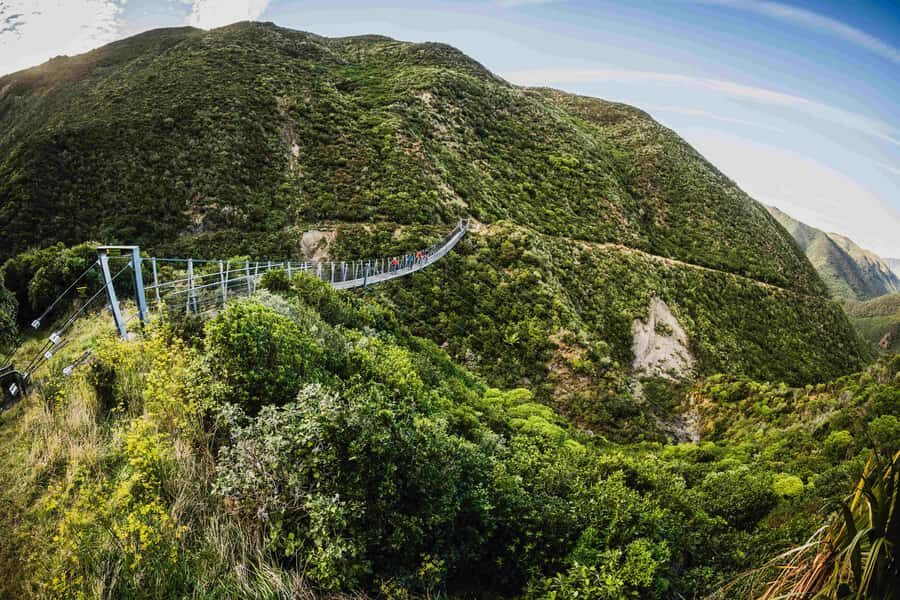 Remutaka Rail Trail eBike Shore Excursion for Cruise Ships - Native bush start, gradual climb, then an easy rhythm
