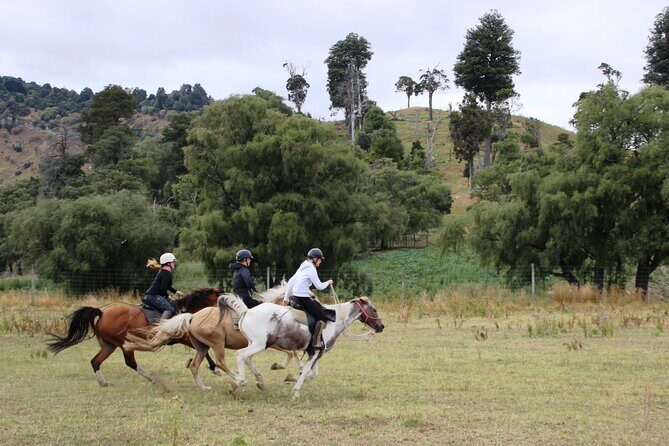 River Valley Stables - Burn The Breeze, Half Day Horse Ride For Riders - Riding Along the Rangitikei: Views Plus Real Horse Energy