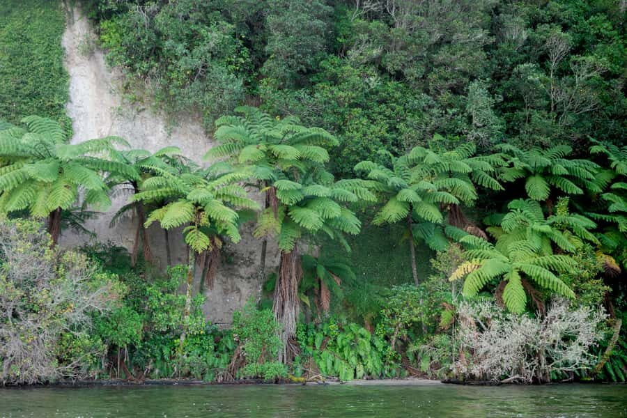 Rotorua: Evening Big Kanu Starlight Tour - Key highlights you’ll actually care about