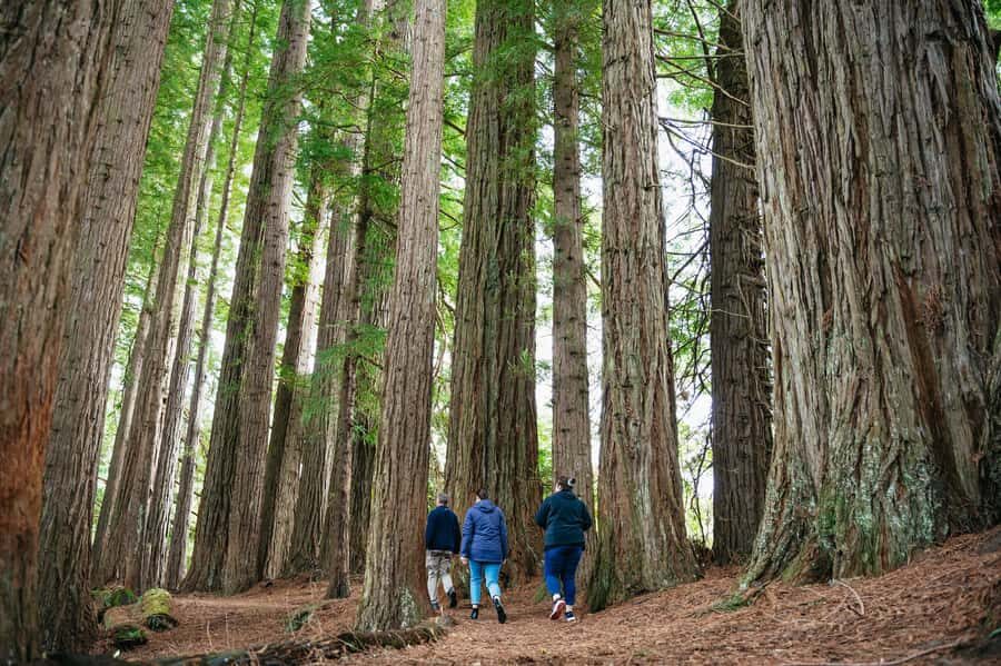 Rotorua: Explore The Lakes Half-Day Morning Tour - Kaituna River Waterfalls: Okere and Tutea From Forest Lookouts