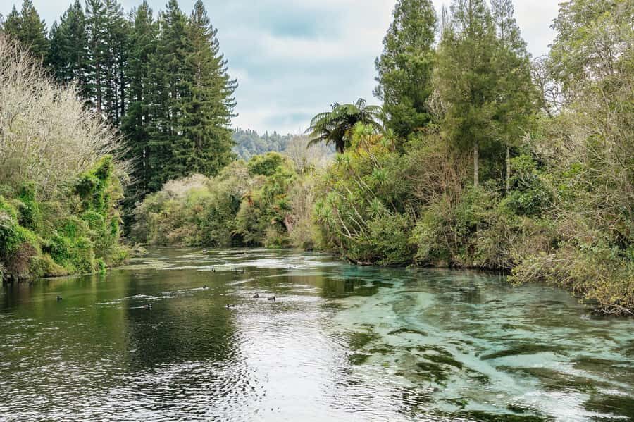 Rotorua: Explore The Lakes Half-Day Morning Tour - Hamurana Springs: Redwood Walk and Turquoise Freshwater Power