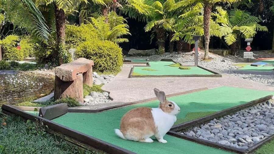 Rotorua: Mini Golf Experience - Your 18 holes: fun for beginners, with moments that slow you down