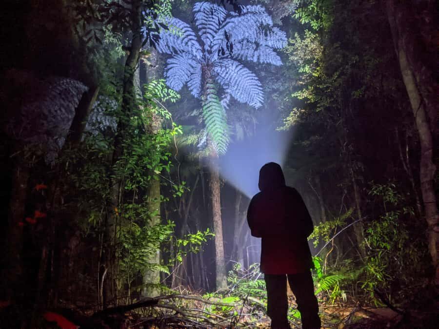 Rotorua: Nocturnal Glow-Worm Adventure Tour with a Guide - Getting There: The Silver Van Pickup and First Night-Vibe