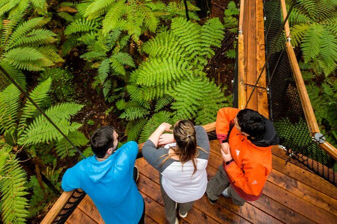 Rotorua: Redwoods Adventure 3-Hours - What to wear and bring so the day feels easy