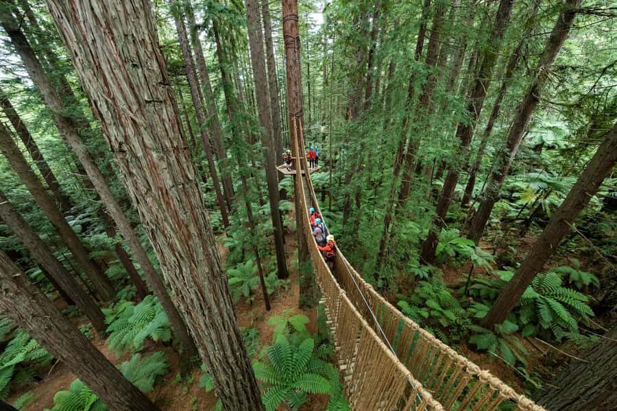 Rotorua: Redwoods Altitude, Nighttime Fast Pass, & Treewalk - Rotorua Redwood Dreams: What This Experience Actually Feels Like
