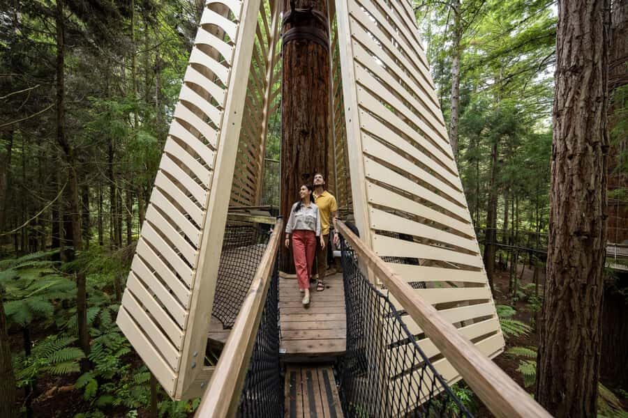 Rotorua: Redwoods Altitude, Nighttime Fast Pass, & Treewalk - Treewalk by Day: The Calm Counterbalance (and Why It Matters)