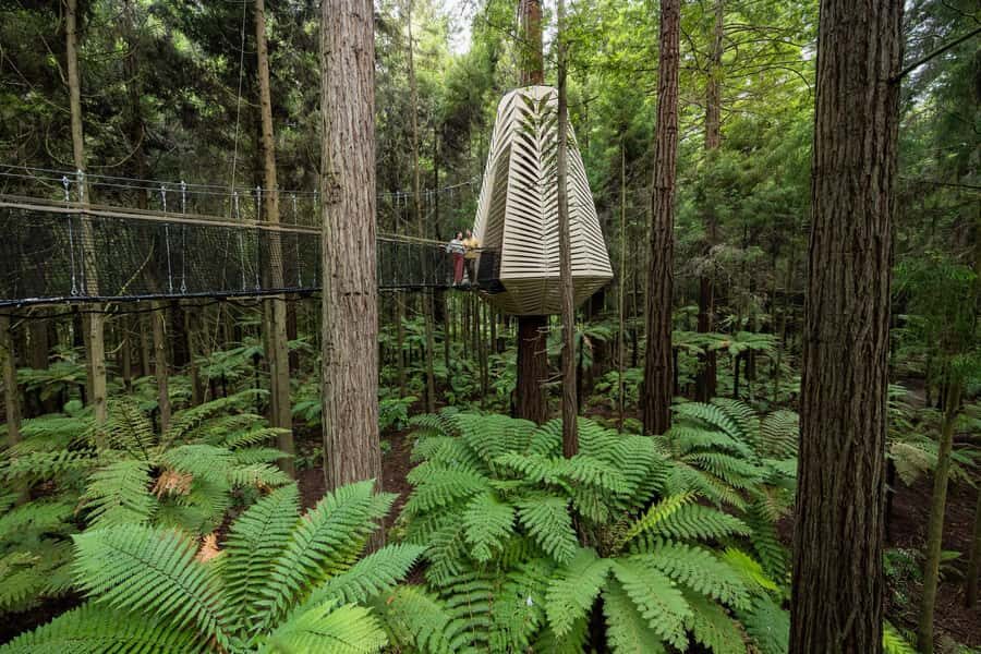 Rotorua: Redwoods Altitude, Nighttime Fast Pass, & Treewalk - Glowworms and Nightlights: The Lantern-Lit Magic at Rotorua’s Redwood Night