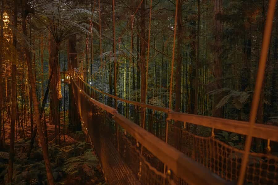 Rotorua: Redwoods Altitude, Nighttime Fast Pass, & Treewalk - Who Should Book This (and Who Should Skip It)
