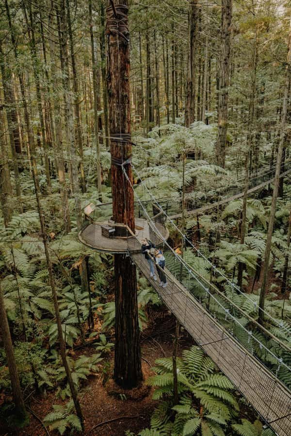 Rotorua: Redwoods Altitude, Nighttime Fast Pass, & Treewalk - Quick Tips Before You Go: Wear Comfort, Think Height, Listen Hard