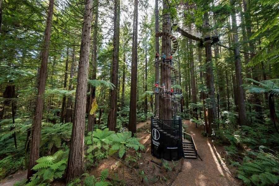 Rotorua: Redwoods Altitude, Nighttime Fast Pass, & Treewalk - Should You Book Redwoods Altitude + Nightlights Fast Pass + Treewalk?