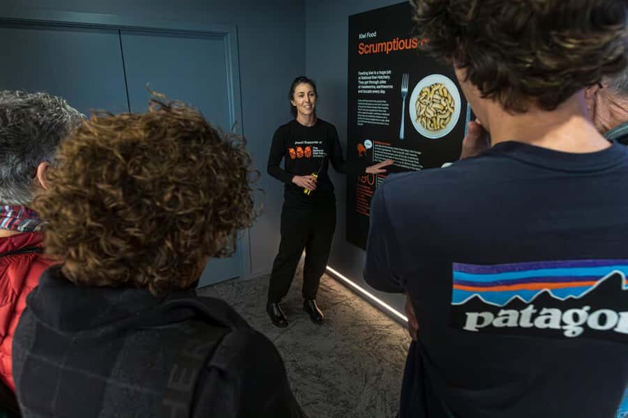 Rotorua: The National Kiwi Hatchery Kiwi Encounter Tour - Walking Through Kiwi Conservation: What You Actually See