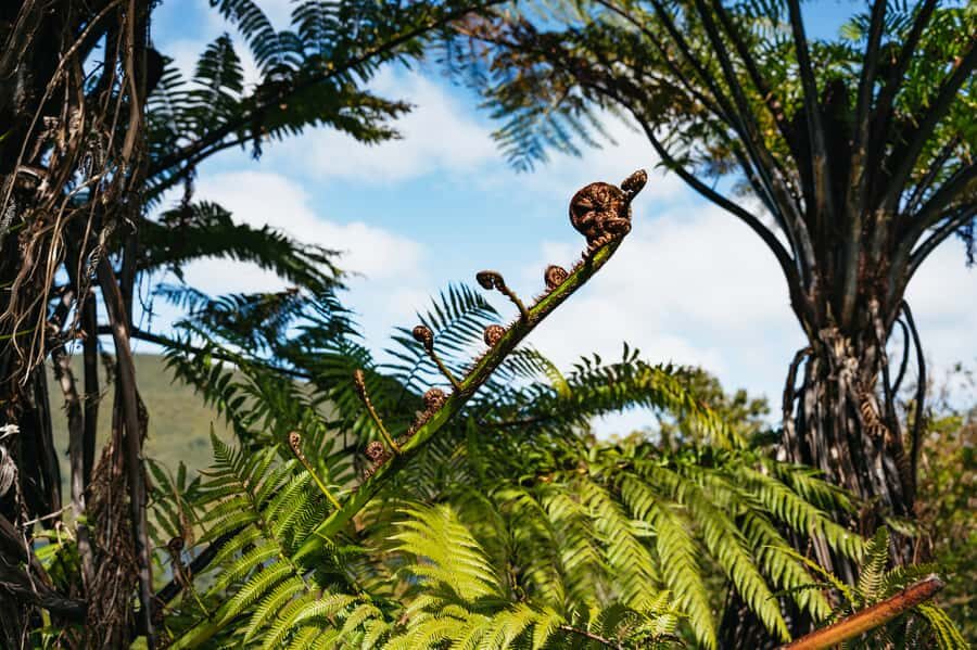 Rotorua: 'Thermal Path Tour' Geothermal half day Tour - Comfort and safety rules that actually change the experience