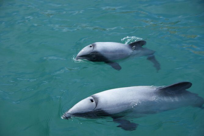 Sailing and Wildlife Tour Akaroa Fox II Sailing - Fox II Wooden Sailboat: what makes this sailing feel special