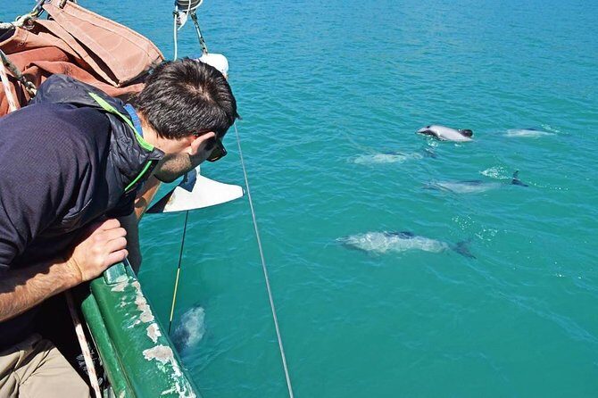Sailing and Wildlife Tour Akaroa Fox II Sailing - Price and value at about $90–$95 per person