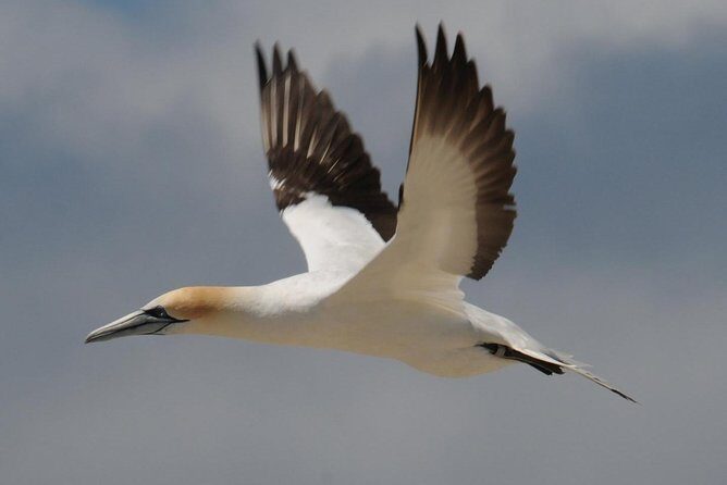 Sailing and Wildlife Tour Akaroa Fox II Sailing - Weather, timing, and practical tips for a smoother sail