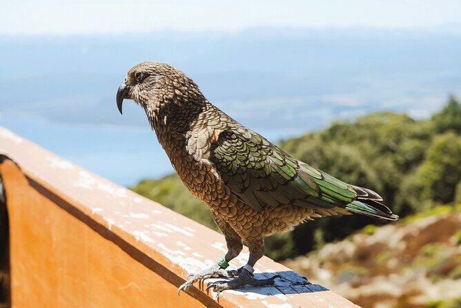 Scenic Helicopter & Kepler Guided Hike from Te Anau with Lunch - Who this heli-hike suits best (and who should think twice)