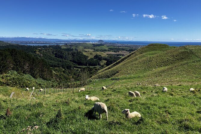 Scenic Short Hike Tour - Papamoa Hills and McLaren Falls - Why this Scenic Short Hike Tour fits Tauranga so well