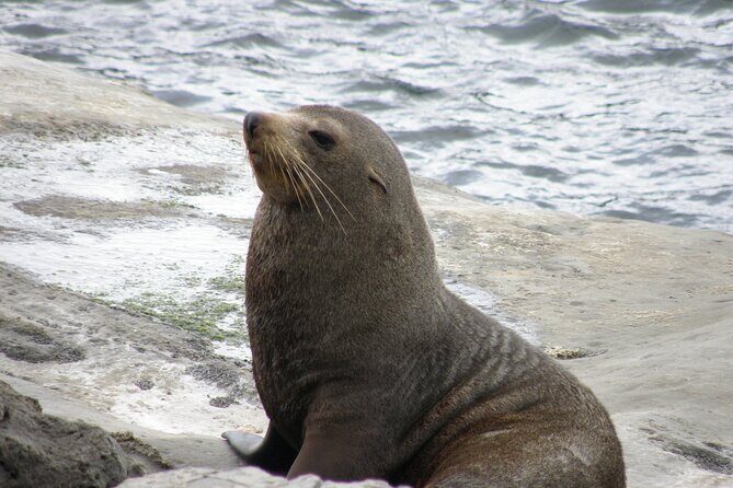 Scenic South Wairarapa Full Day Tour from Wellington - Seal Colony Etiquette at Cape Palliser: Seeing Wildlife the Right Way