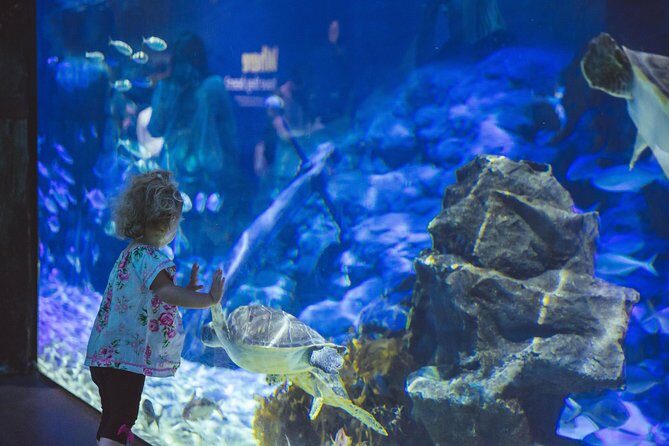 SEA LIFE Kelly Tarlton's General Admission - Price and timing: getting the most for your $24.20