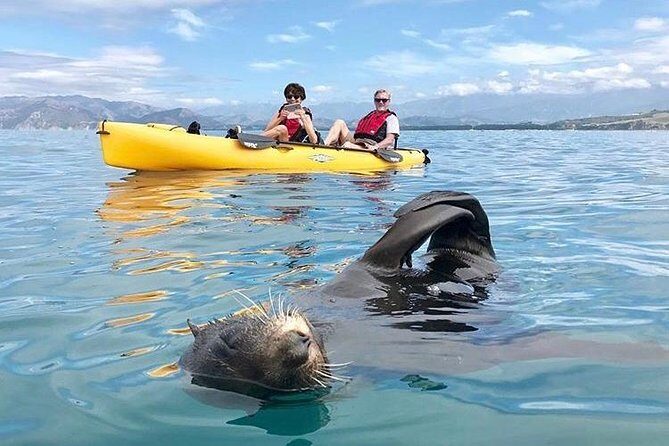 Seal Kayaking Adventure in Kaikoura - The 3-Hour Plan: What Happens From Launch to Return