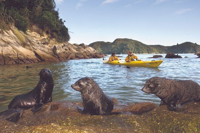 Seal Sanctuary Tour - Guided Kayaking - New Zealand - Up to 1.5 Hours On-Water: How the Paddling Works