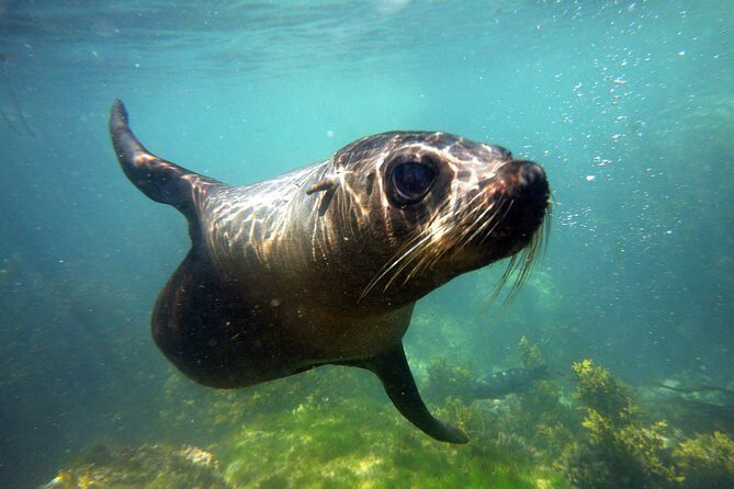 Seal Swimming Tour from Kaikoura - Key things to know before you go