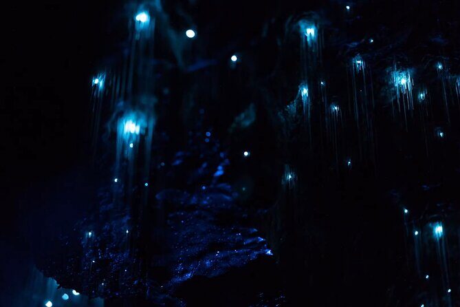 See Auckland's Secret Glow Worms - Auckland Glow Worms Without the Long Trip
