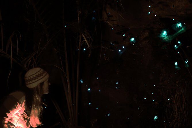 See Auckland's Secret Glow Worms - The 8:30 PM Start and How the Timing Works