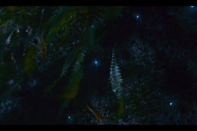 See Auckland's Secret Glow Worms - What You Learn on the Way (Without Turning It into a Lecture)