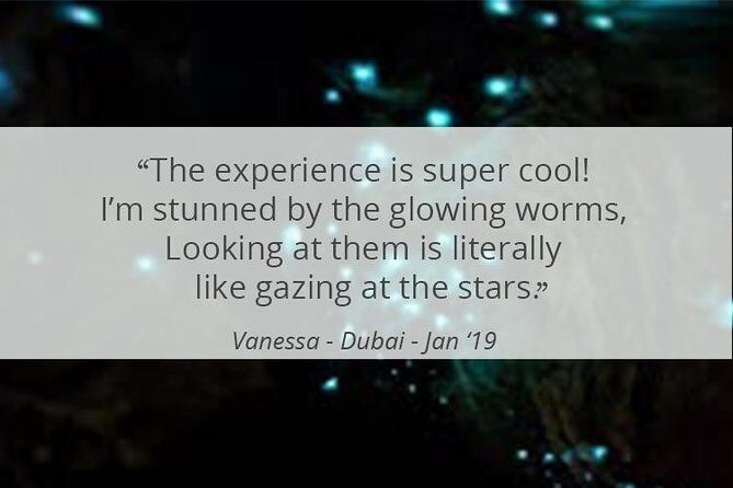 See Auckland's Secret Glow Worms - The Secret Forest Glow Worm Dell: What Makes It Special