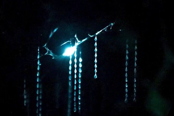 See Auckland's Secret Glow Worms - The Bush Walk in the Dark: Easy Pace, Careful Footing