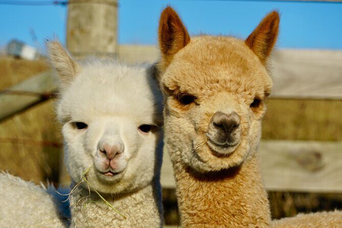 Shamarra Alpaca Farm Tours - Akaroa Views and Rain-Proof Timing
