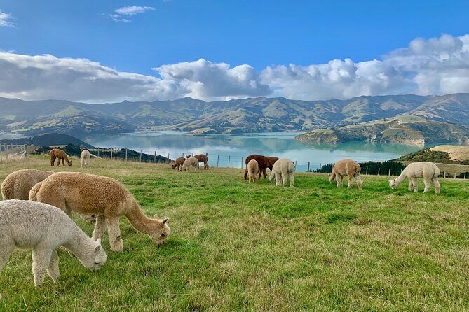 Shamarra Alpaca Farm Tours - Price and Value: Why $38.26 Works for Families