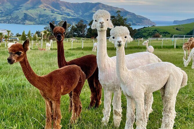 Shamarra Alpaca Farm Tours - Getting There Without Stress: Self Drive or Arrange Transport