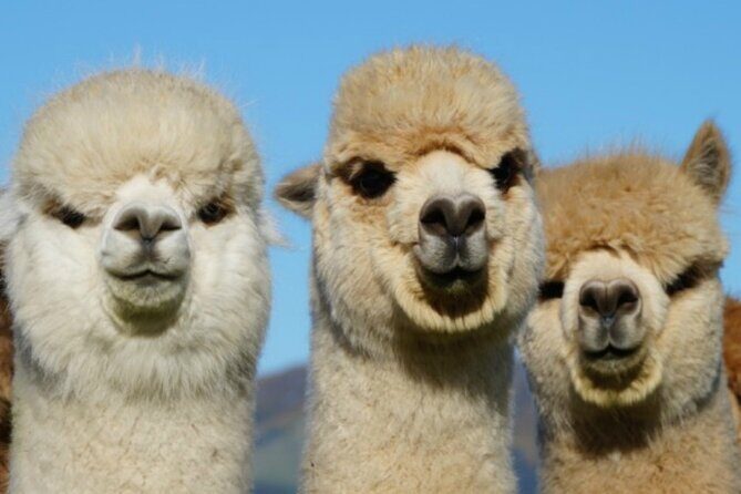 Shamarra Alpaca Farm Tours - Who Should Book Shamarra Alpaca Farm Tours?
