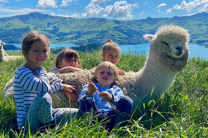 Shamarra Alpaca Farm Tours - Should You Book This Alpaca Farm Tour?