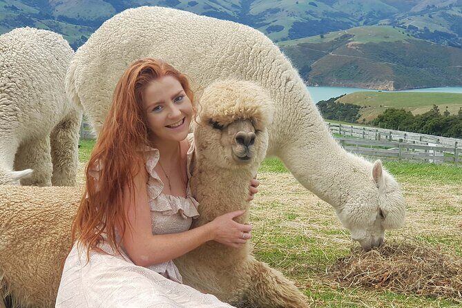 Shamarra Alpaca Farm Tours - What You Learn About Alpacas (and Why It Matters)
