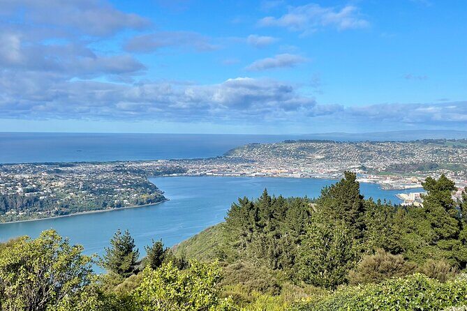 Shared Small Group Dunedin City and Peninsula Scenery Day Tour - Royal Albatross Centre at Taiaroa Head: the wildlife moment