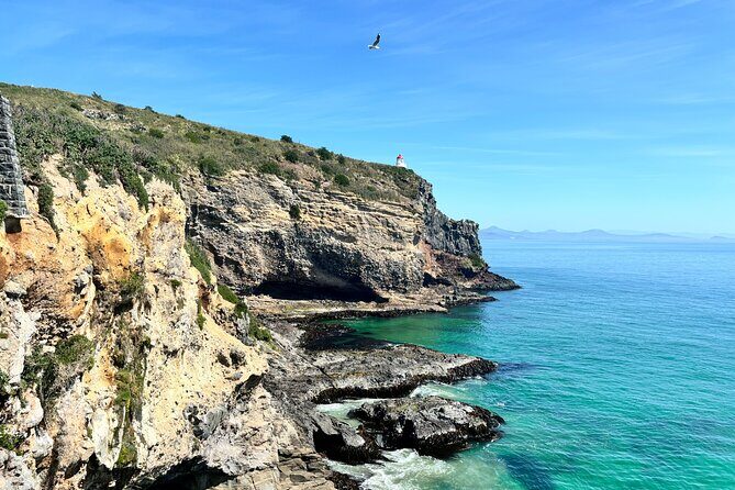 Shared Small Group Dunedin City and Peninsula Scenery Day Tour - Small-group comfort and what $139.63 buys