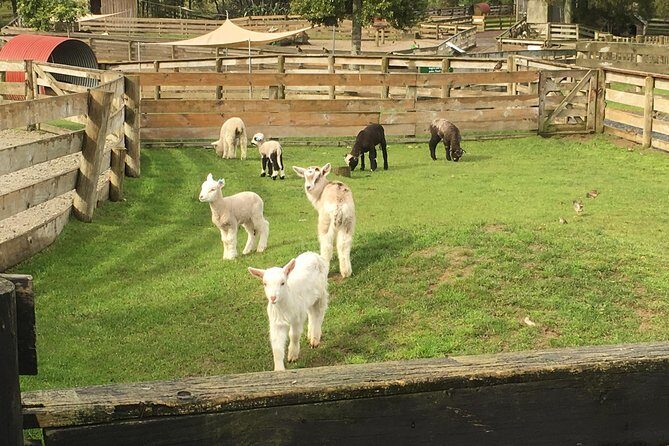 Sheep Shearing and Auckland City Highlights Tour with Lunch - Mt Eden crater walk and Achilles Point: the city from above