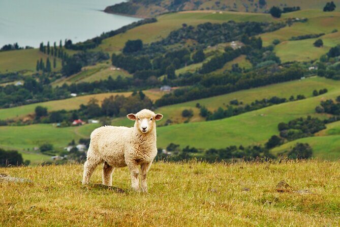 Sheep Shearing and Auckland City Highlights Tour with Lunch - Mission Bay, Saint Heliers, Kohimarama, and the waterfront loop
