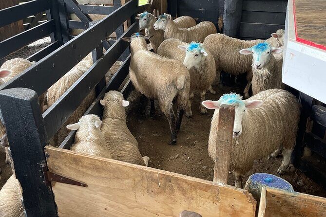 Sheep World Country Tour from Auckland - How the guide and live commentary shape the day