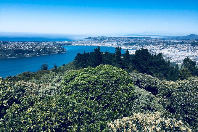 Shore Excursion: Dunedin City, Otago Peninsula, Castle Gardens & Olveston Tour - Larnach Castle Gardens and the NZ$25 castle interior choice