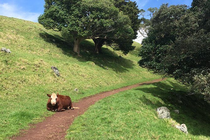 Shore Excursion: Half-Day Auckland Volcanoes Tour - Guide Mike, small group pacing, and photo-friendly stops