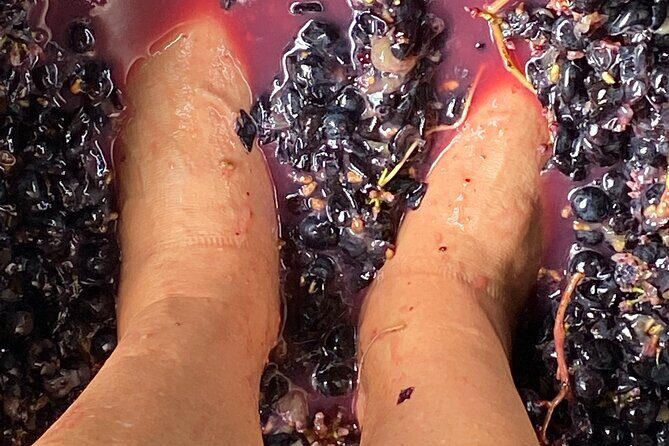 Sip & Savour through Waiheke Island (11 guests max) - Three vineyard stops: how the tastings and food pairings work