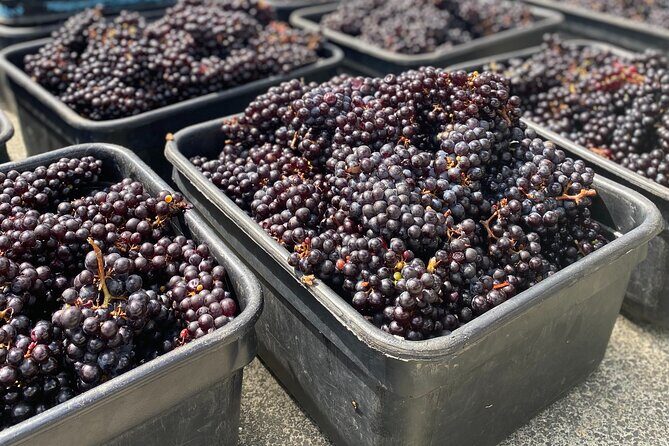 Sip & Savour through Waiheke Island (11 guests max) - Who this tour fits best (and who might want another option)