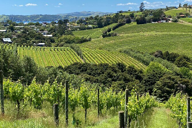 Sip & Savour through Waiheke Island (11 guests max) - What you get for $185.55: more than just wine tasting