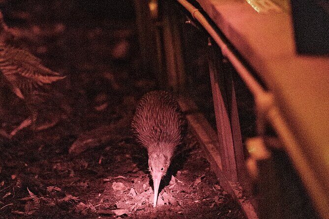 Skip the Line: Franz Josef Wildlife Center Ticket with Optional Backstage Pass - What you’ll actually see: kiwi nocturnal house, tuatara, and glacier storytelling