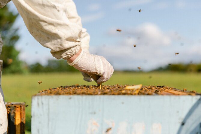 Small-Group Beekeeping Experience in Tauherenikau - Honey Tasting and the Greytown Honey Store Stop